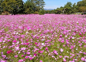 武庫川コスモス園