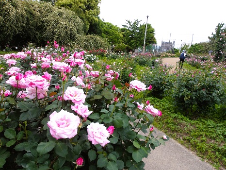 若園公園の薔薇