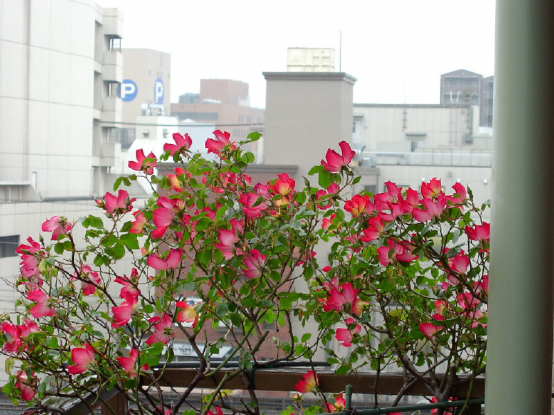 2007bara.jpg