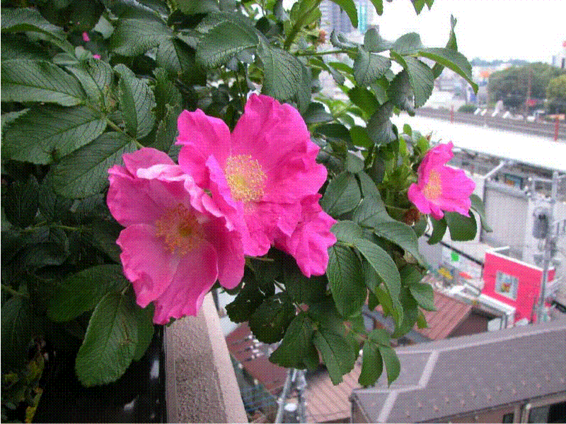 2008hamanasu.gif
