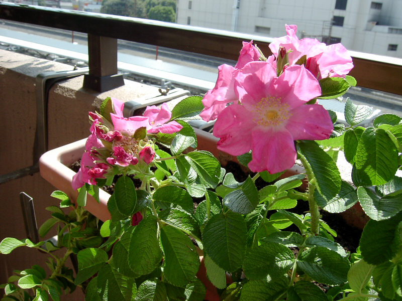 hamanasu