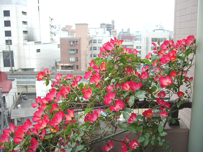 ginza.gif