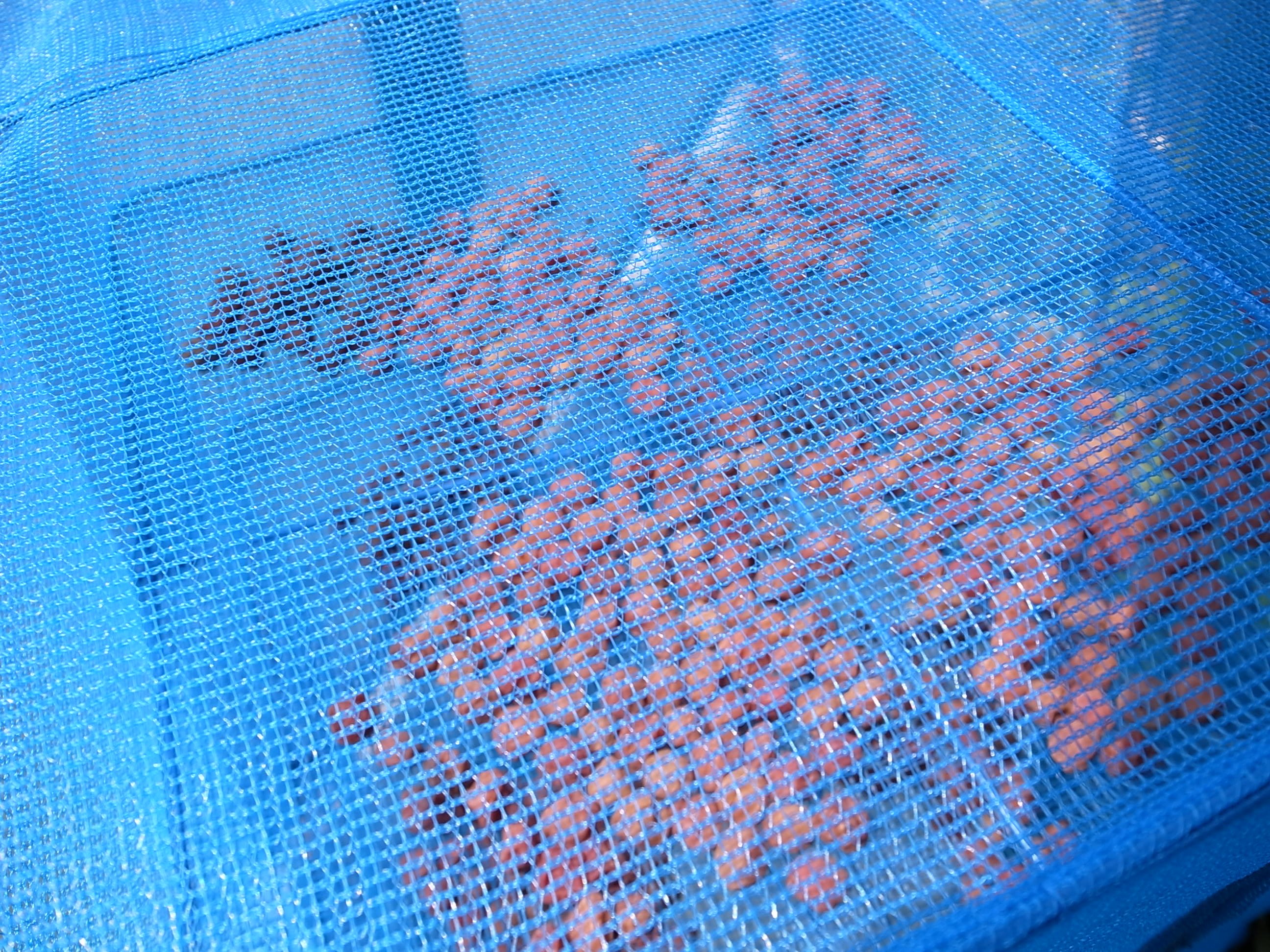 umeboshi.jpg