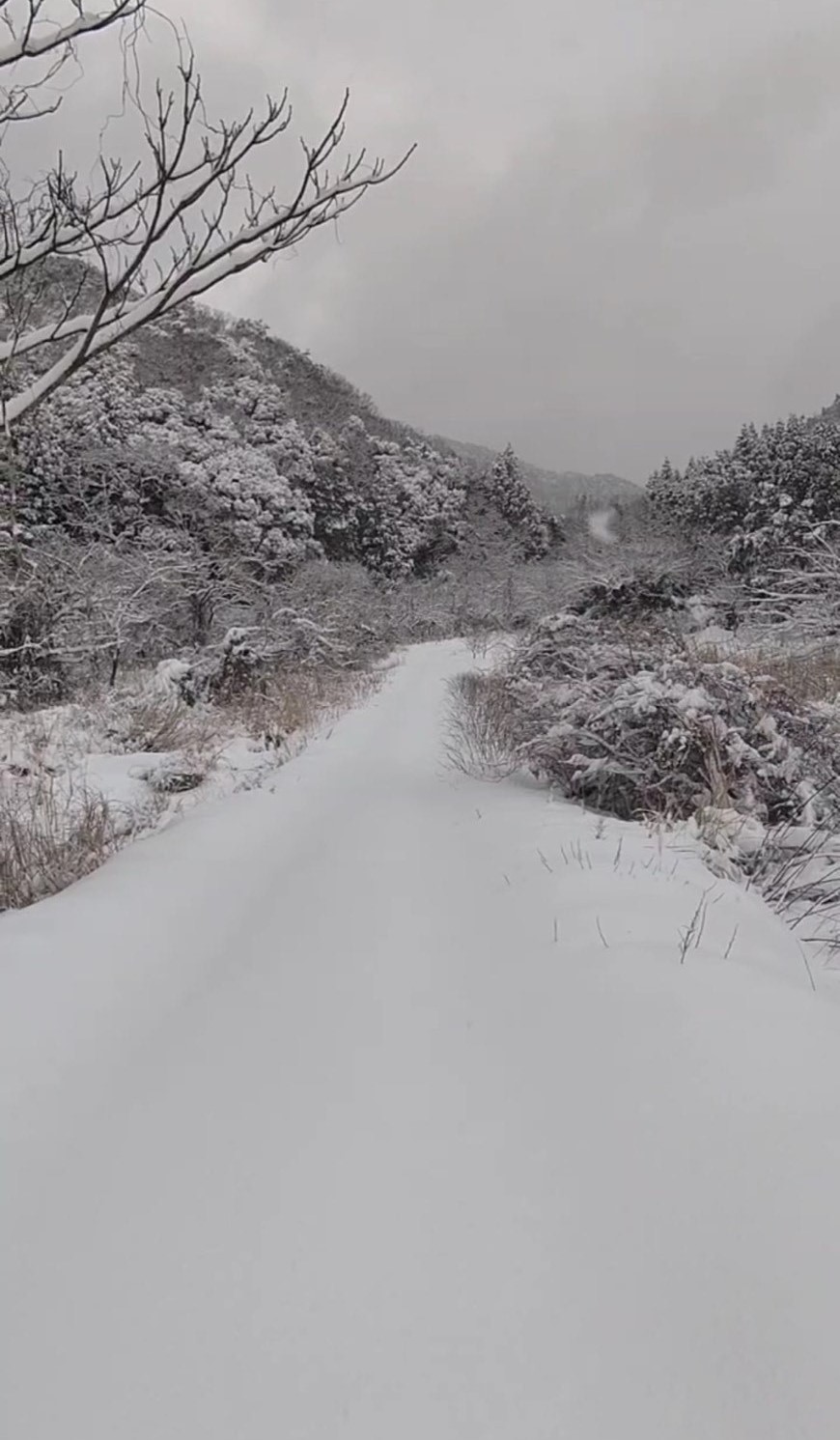 雪が積もった山間部の道路写真