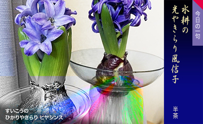 すいこうの ひやりやきらり ヒヤシンス