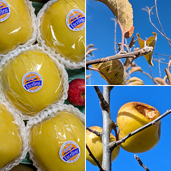 �����͂邩�M�t�g��