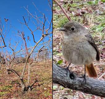 �u���[�x���[�ƃW���E�r�^�L