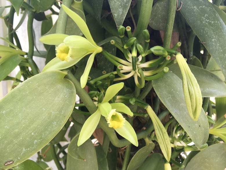 Vanilla Laboratory PLUS ラン科の花
