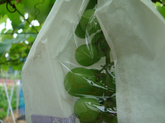 �܂̒��̗l�q