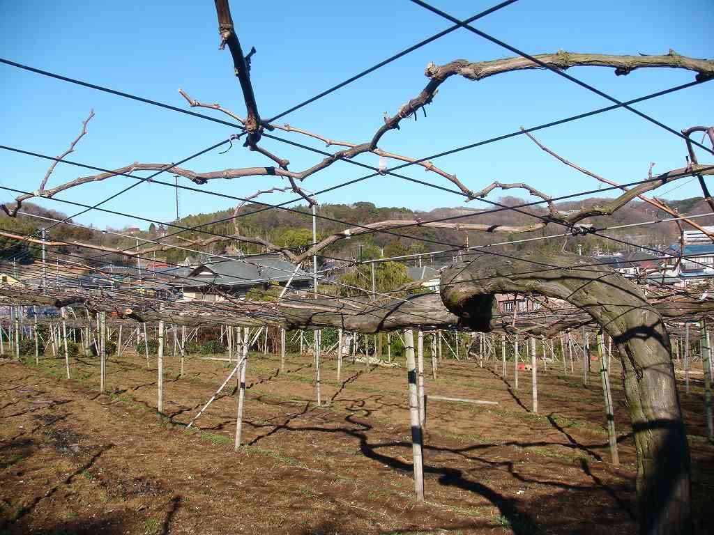 �͂�����ڂ��̂Ԃǂ���