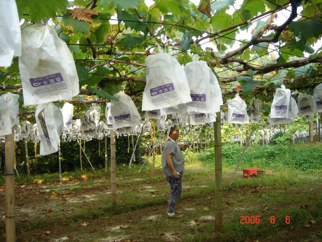 �u�h�E�̗l�q���`�F�b�N