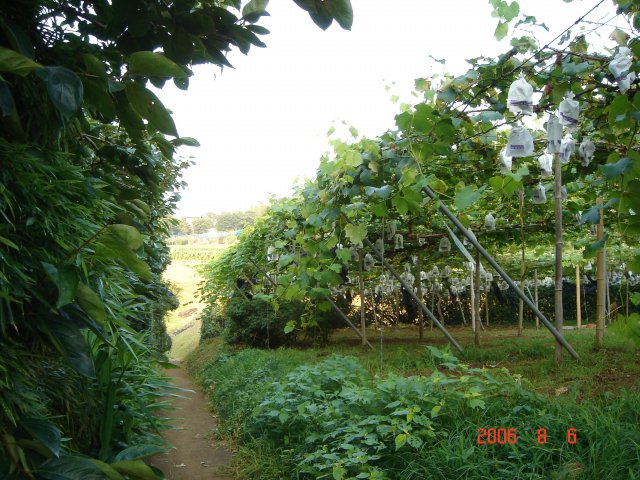 ���̂킫��