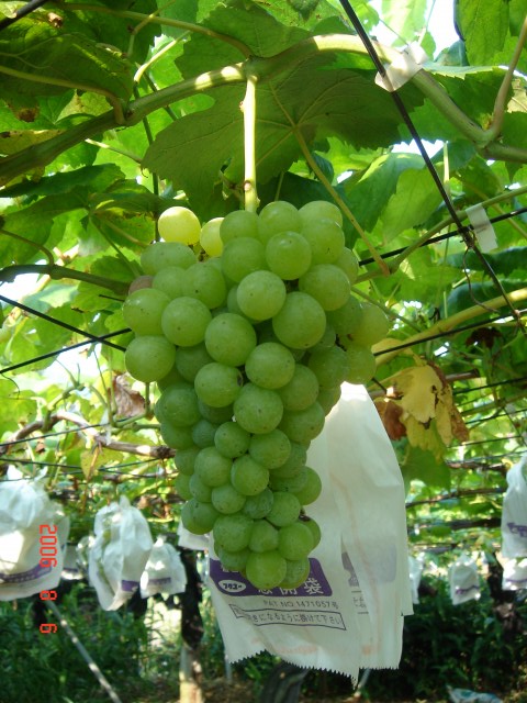 �q�����b�g