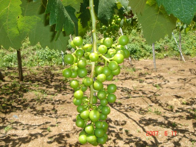 �E���O�̖[